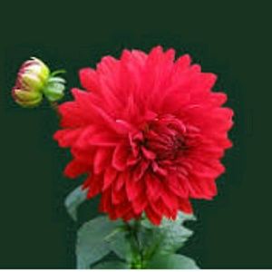 Meet your Posher, Christa